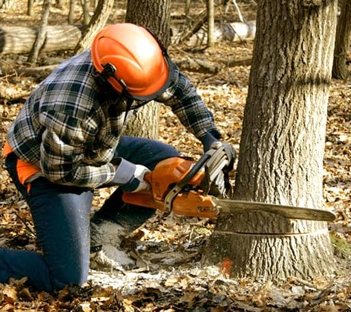 Tree Removal in Fairfax, VA